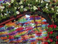 Imagine atasata: Timfloralis - 2015.05.20 - 15.jpg